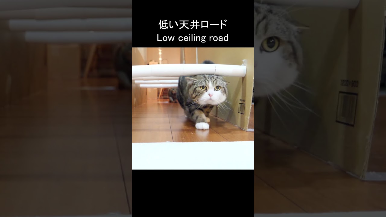 低い天井ロードとねこ。 #Shorts