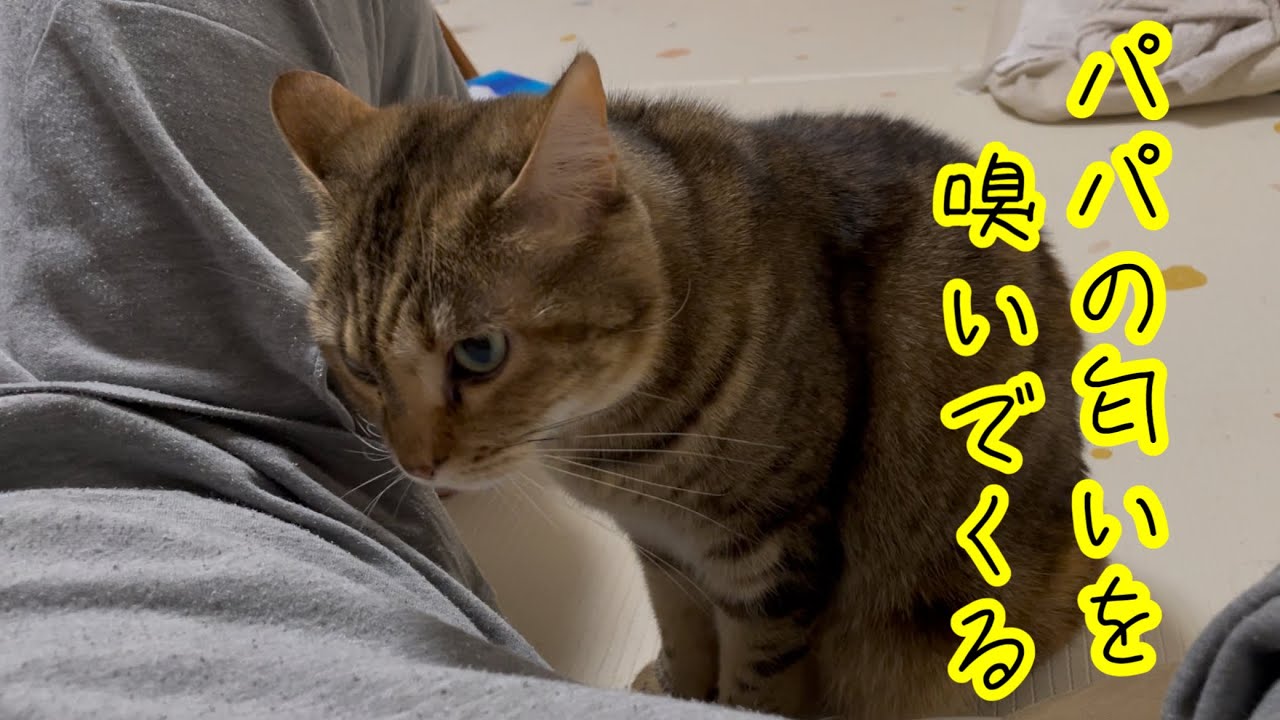 パパの匂いを散々嗅いだ後背中を向けて座る猫がこちらw