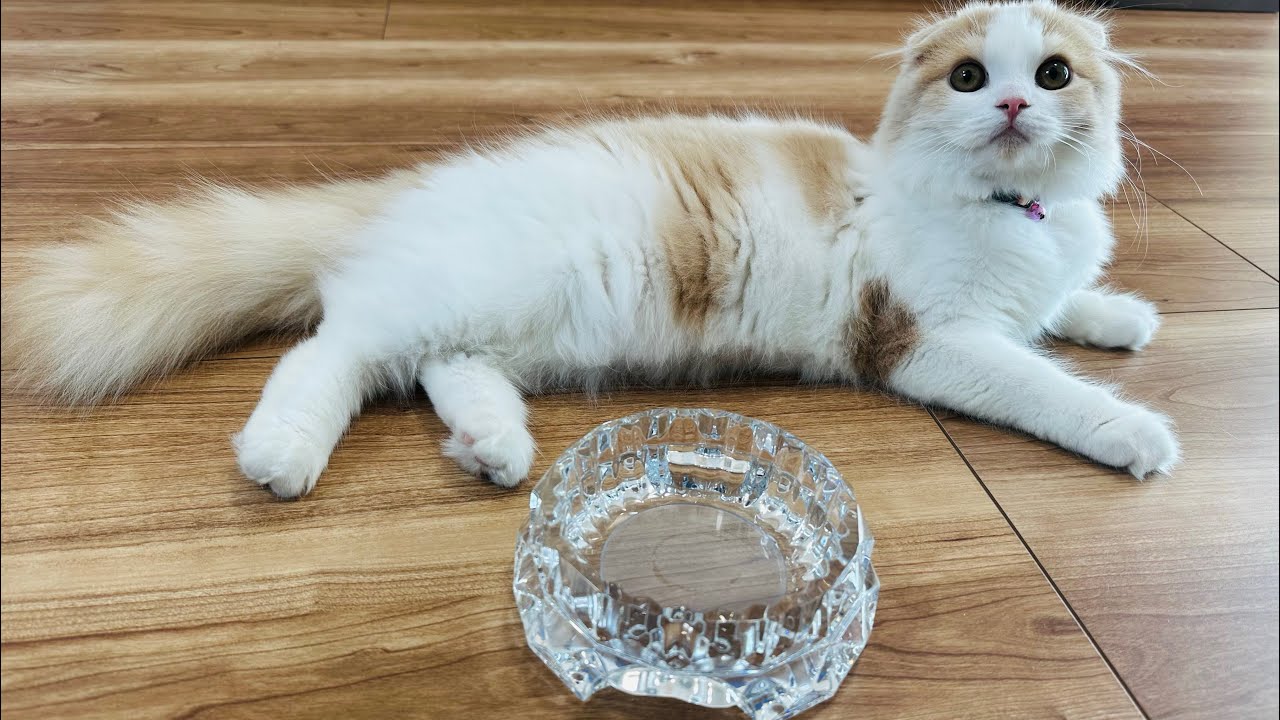 【子育て】東京のマンションで一人暮らしを謳歌してたら、ある日突然子猫を飼いたくなったのでお迎えしてみたのですw