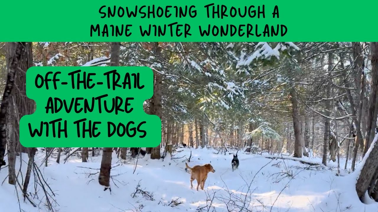 Snowshoeing Through a Maine Winter Wonderland | Off the Trail Adventure with the Dogs ❄️🐾