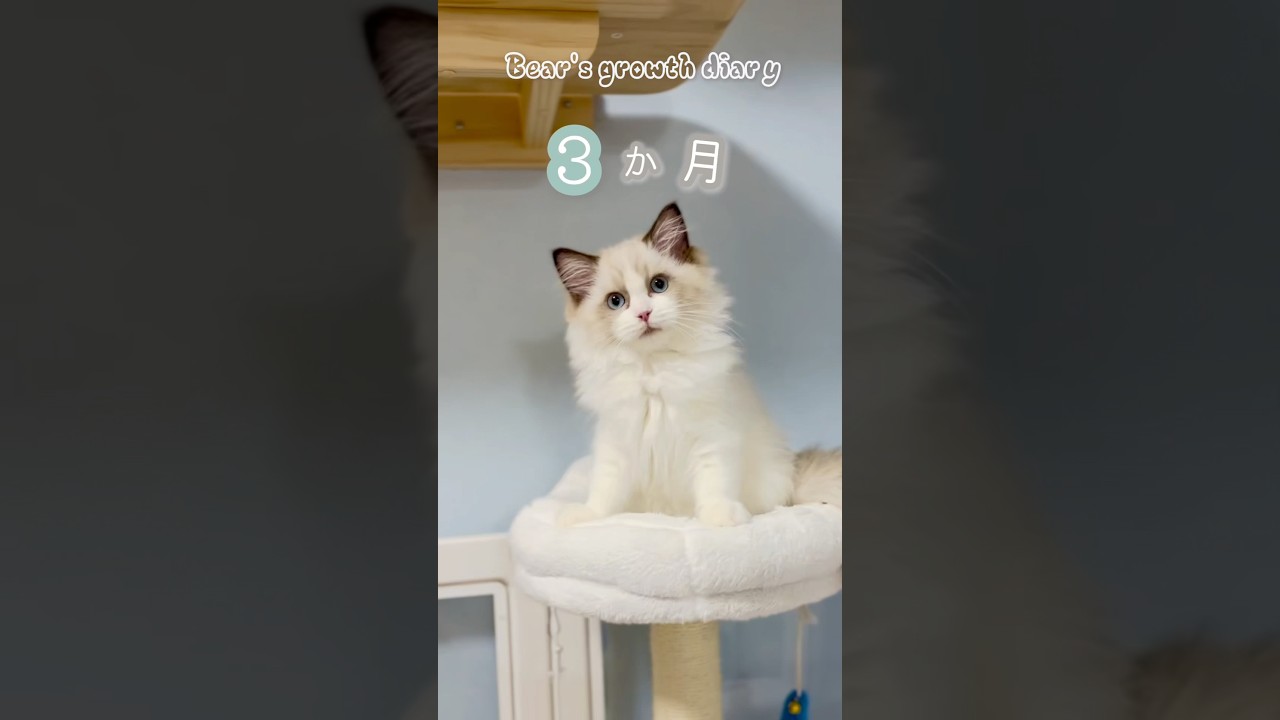 ラグドール猫の成長過程🌱#ラグドール　#猫ブリーダー　#子猫ブリーダー　#猫のいる暮らし