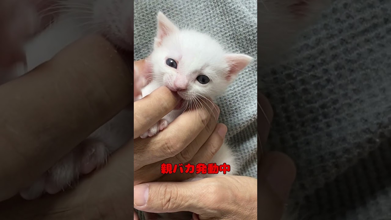 赤ちゃん猫を可愛いがるパパが親バカ過ぎた