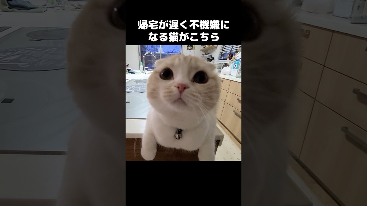 帰宅が遅くなり5秒後ブチ切れる猫がかわいい...笑#shorts
