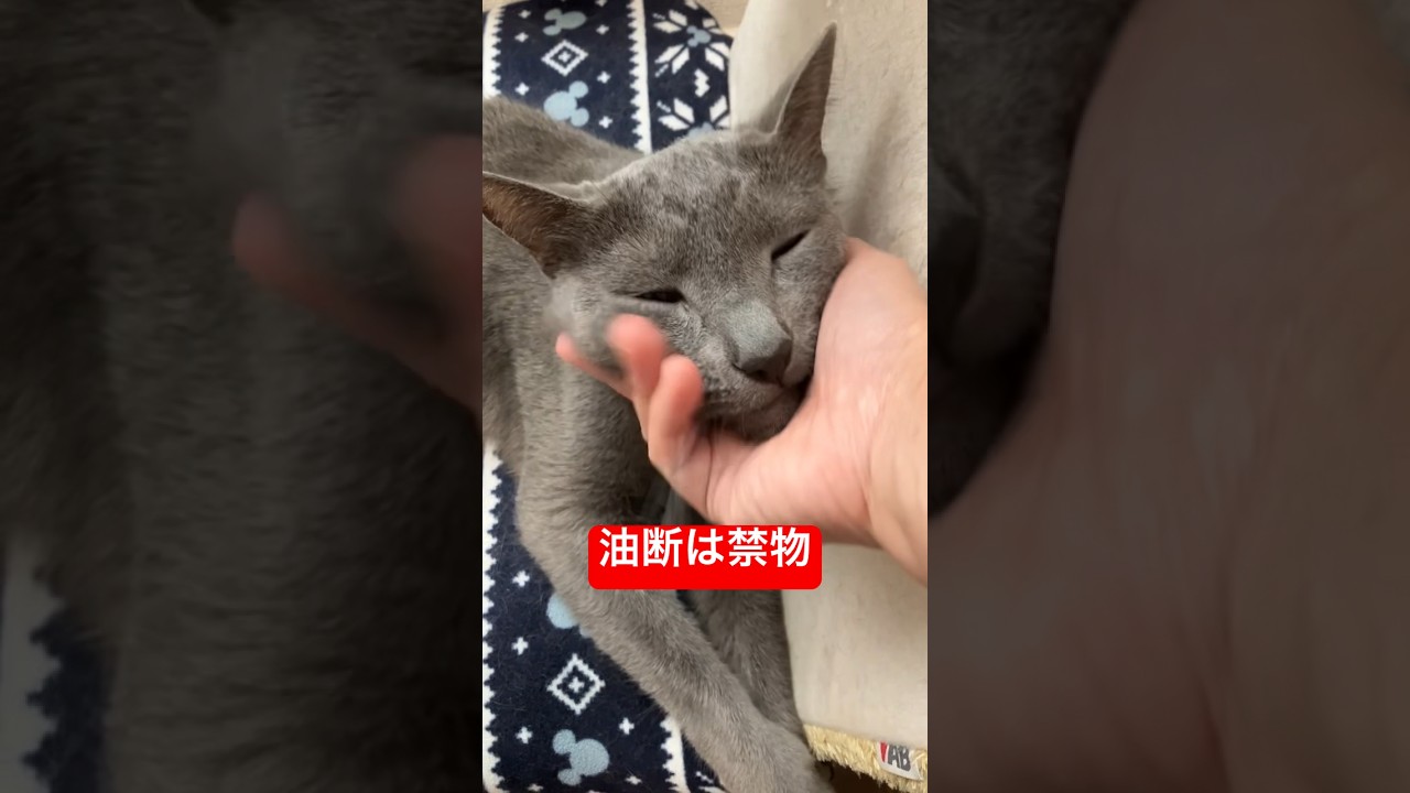 飴とムチ猫#猫 #ロシアンブルー #cat #russianblue