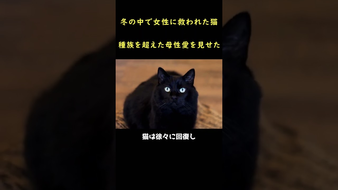 母猫とハリネズミ、種を超えた友情！