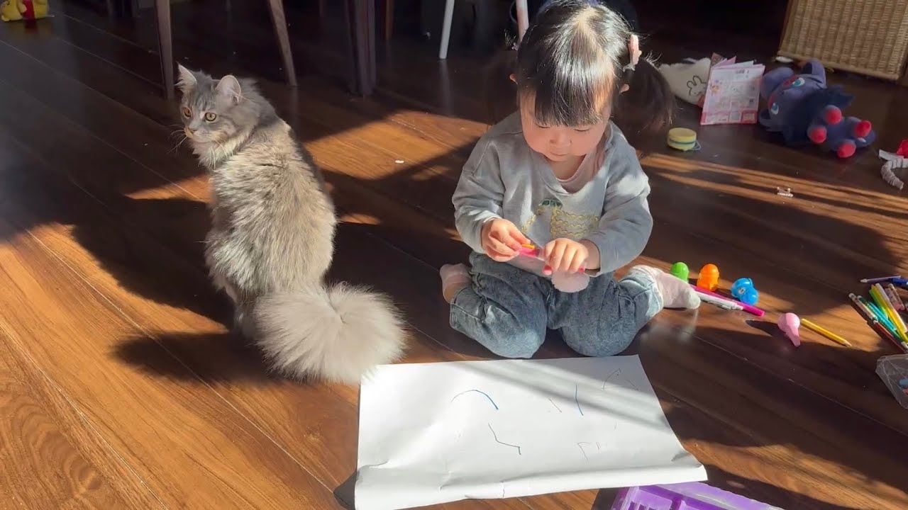 お絵描き作品の取り合いをする猫　サイベリアンCats fighting over a piece of art. Siberian