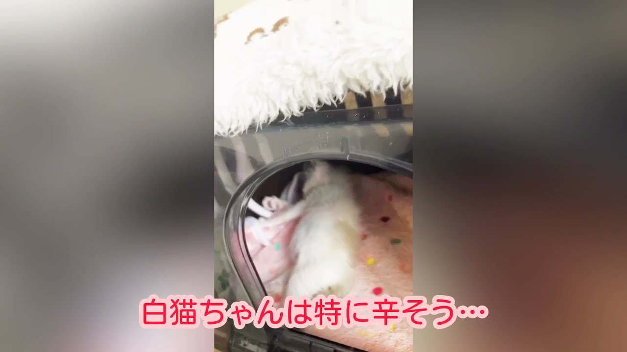 ママンどこーーー ママンが忘れた小さいけど大きな命