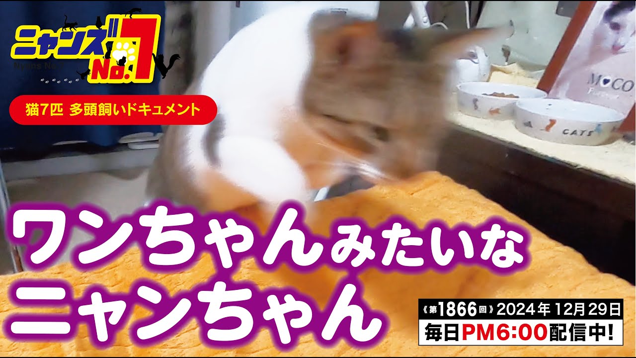 《第1866回》ワンちゃんみたいなニャンちゃん