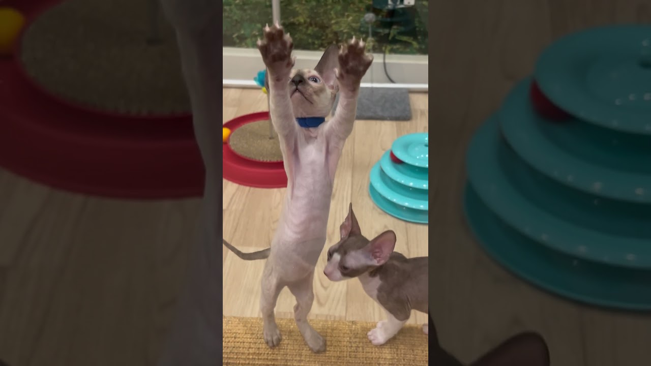 Adorable Cornish Rex kittens. 8 weeks old
