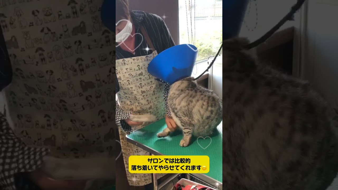 ブリティッシュショートヘアー てんちゃん☆彡シャンプー＋マイクロバブルご利用🐾#cat#猫