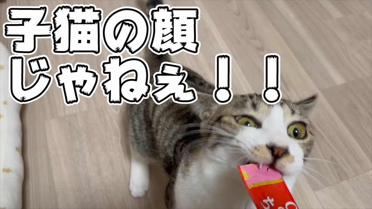 初めてちゅーるを食べたうちの子猫さんの反応が面白かった♡
