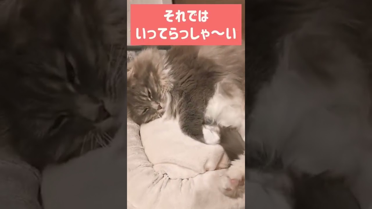 『残像だ』【サイベリアンのラフィ】#shorts