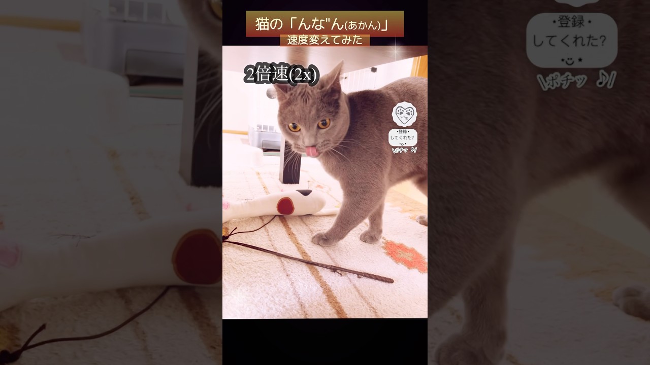 【何倍速が好き？】猫 の声🔊速度別「んな"ん」🐈‍⬛ x3 x2 x1 x0.5 #猫 #cat #シャルトリュー #chartreux #猫ショート #catshort #meowing