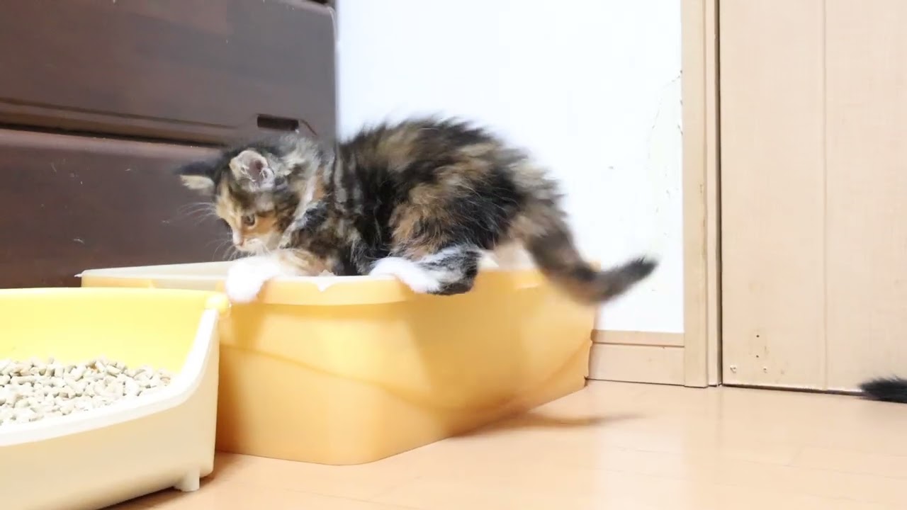 生後57日メインクーン子猫姉妹