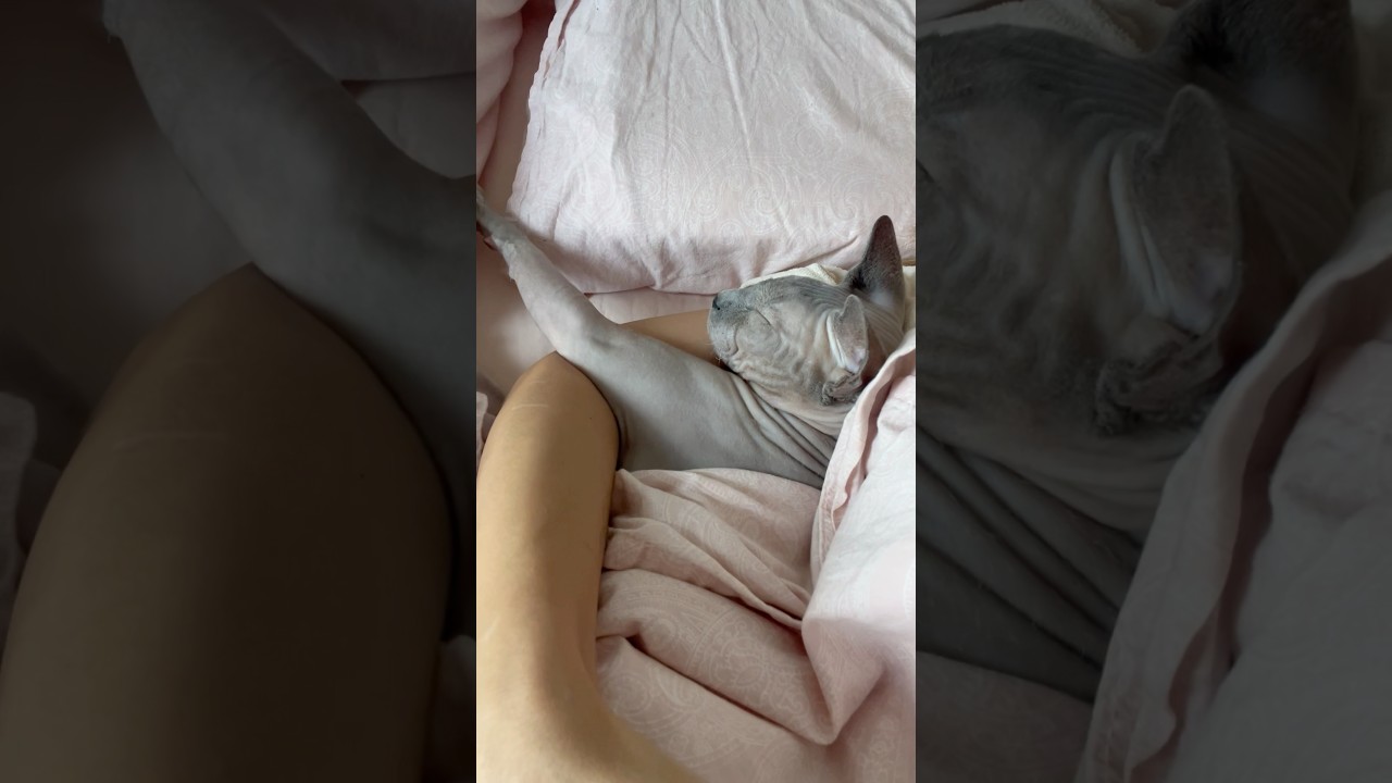 こんなに甘えん坊な毛のない猫【スフィンクス猫】