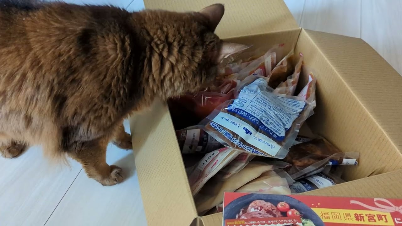 【1076日目】ふるさと納税で冷凍ハンバーグ #ソマリ #cat