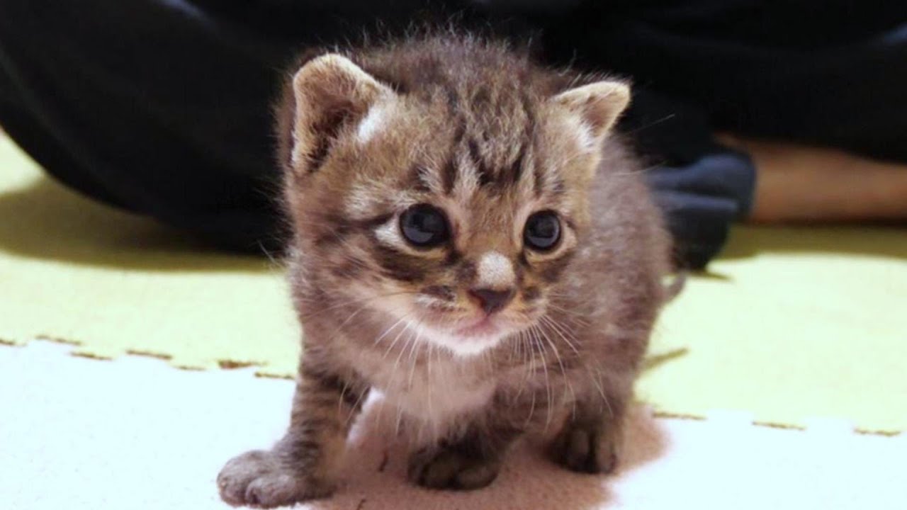 ちび子猫が兄猫の真似をしていたずらを覚えました【赤ちゃん猫　保護猫】