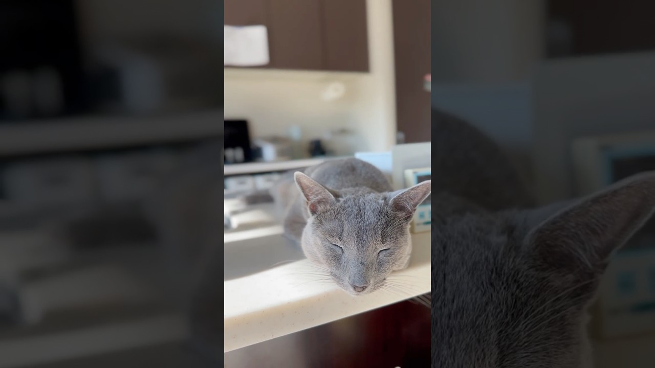 ウィルの毎日 518 ぐーすか寝てるのだが… #ロシアンブルー #RussianBlue #Cat #猫 #ねこ