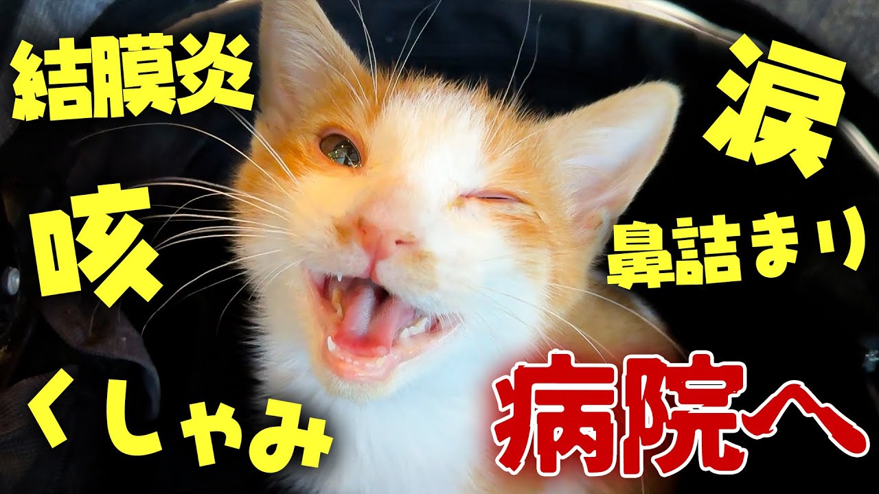 保護した子猫と病院へ行ったら重度の猫風邪の”原因”が判明しました…