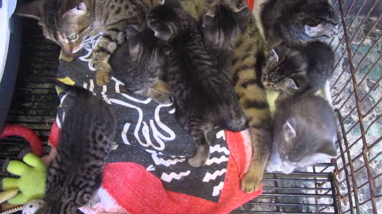 bengal manx kittens