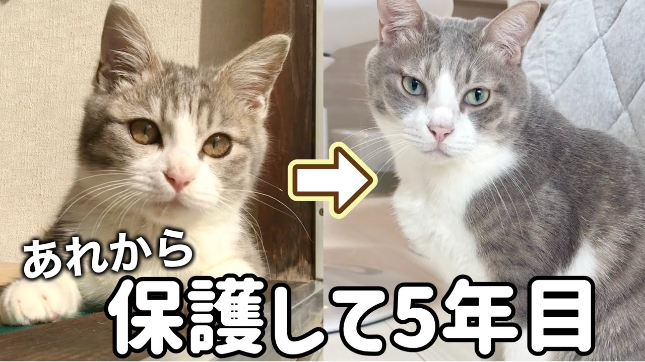 あのサバシロ子猫を保護して5年目を迎えました【振り返り】