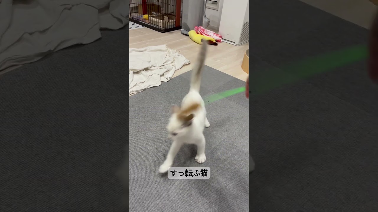 まだ着地がうまくできません🐾　#cat #ラグドール #ラグドール子猫 #ねこ #かわいい子猫 #子猫 #猫のいる暮らし #猫