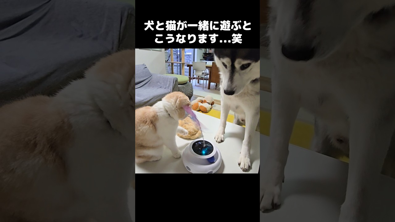 犬と猫が一緒に遊ぶとこうなります...笑#short