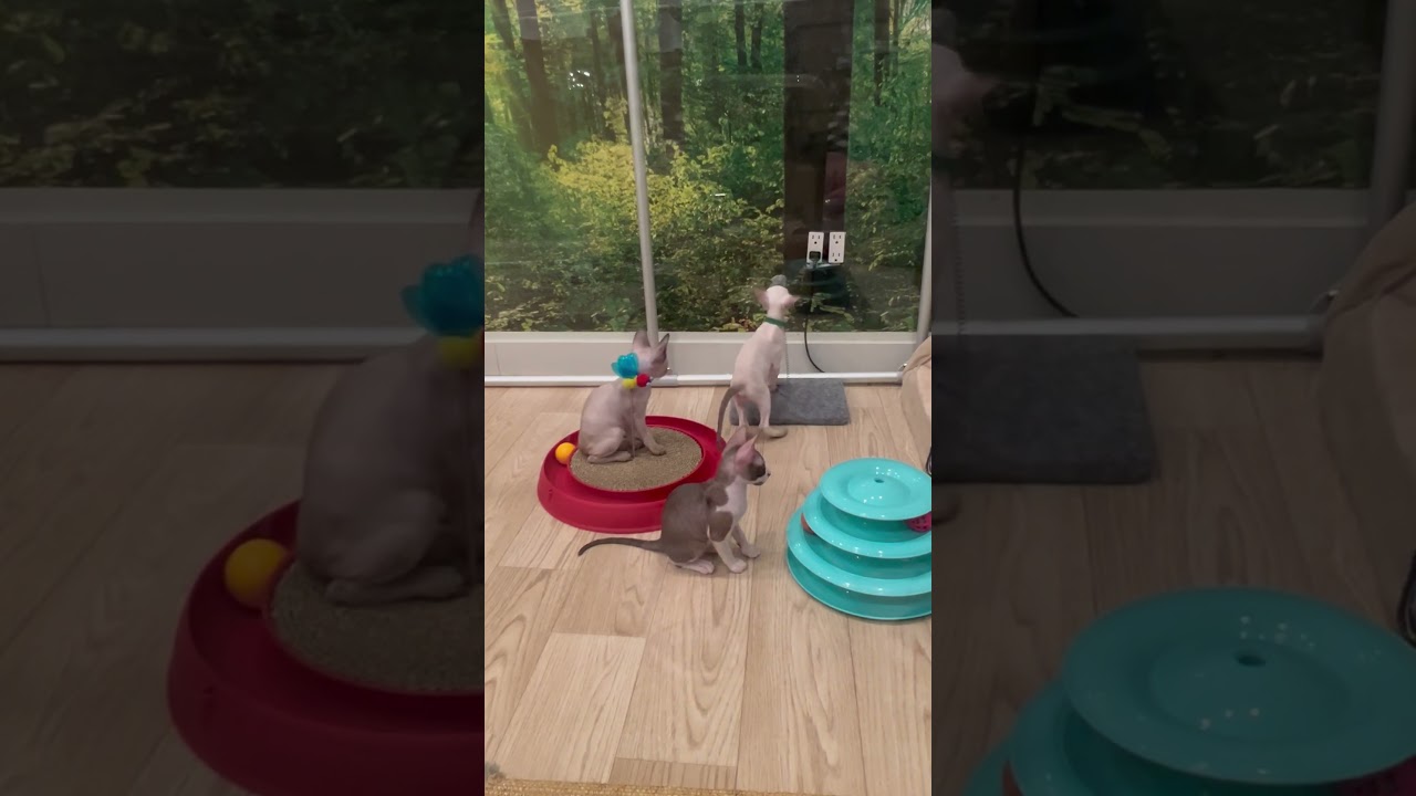New toys in kitten pen. Adorable Cornish Rex kittens. 8 weeks old