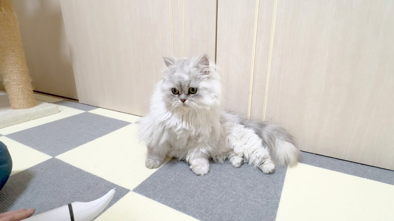 【ペルシャ猫】バリカンで毛を刈られかけた猫が可愛すぎました