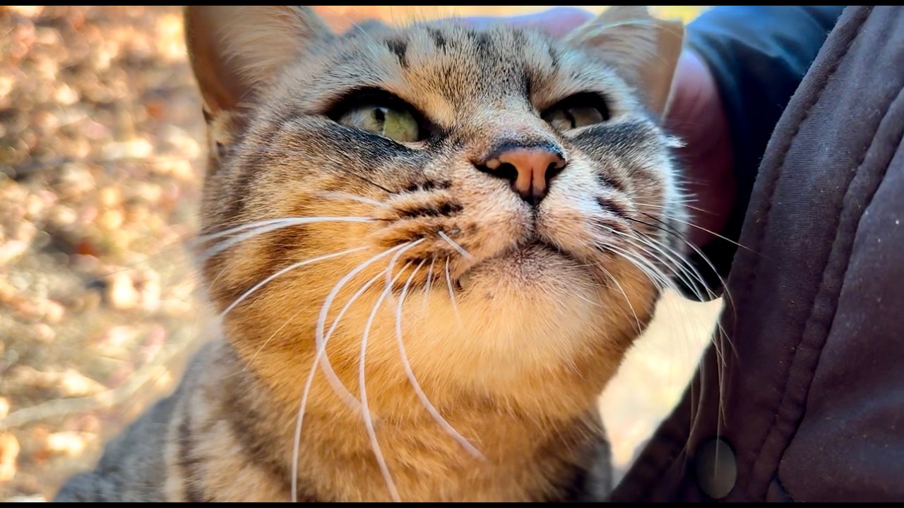 澄んだ瞳で見つめる女子キジ猫ちゃん抱きしめたくなる可愛さ