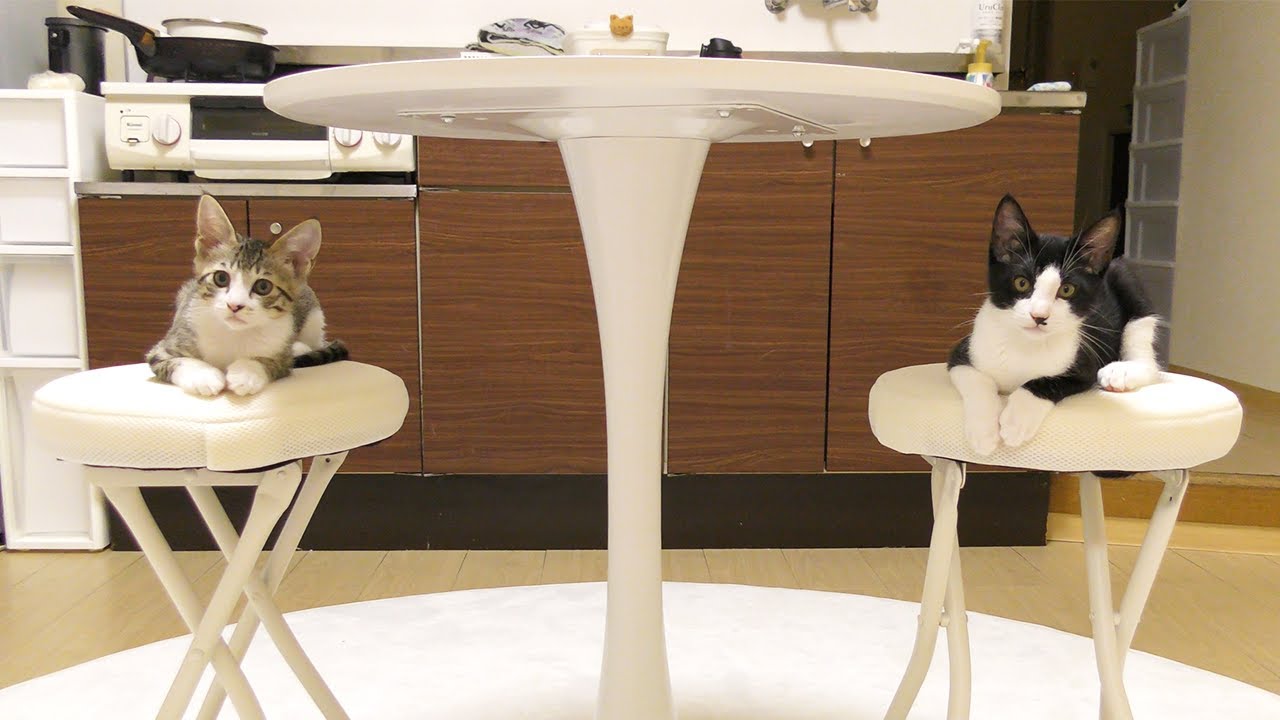 新しいダイニングテーブルを置いたら子猫たちに占領されました...【保護猫なると】【保護してから30日目】