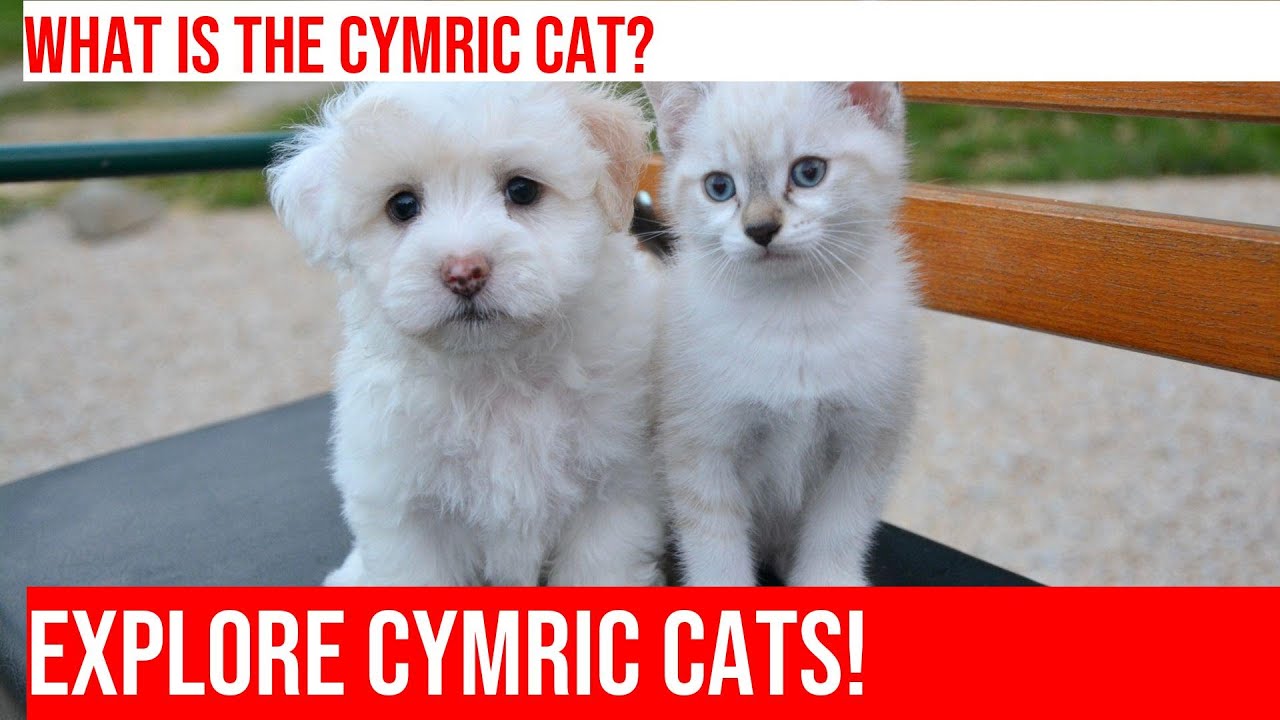 Exploring the History of the Cymric Cat Breed PART 2