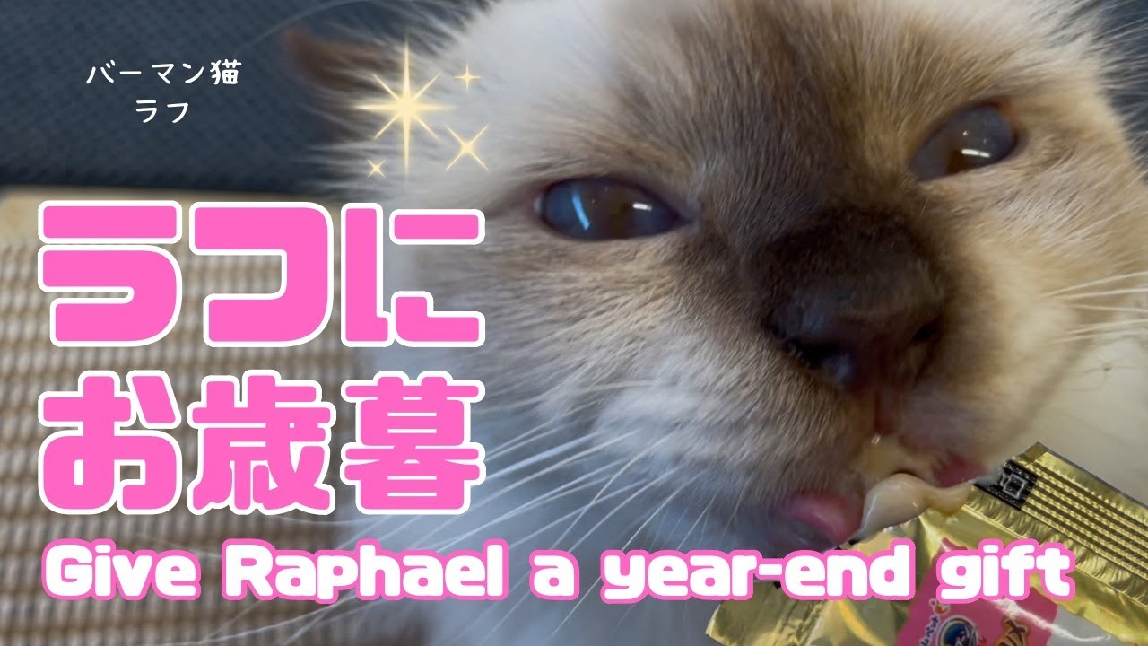 バーマン猫ラフ【ラフにお歳暮】Give Raphael a year-end gift（バーマン猫）Birman/Cat