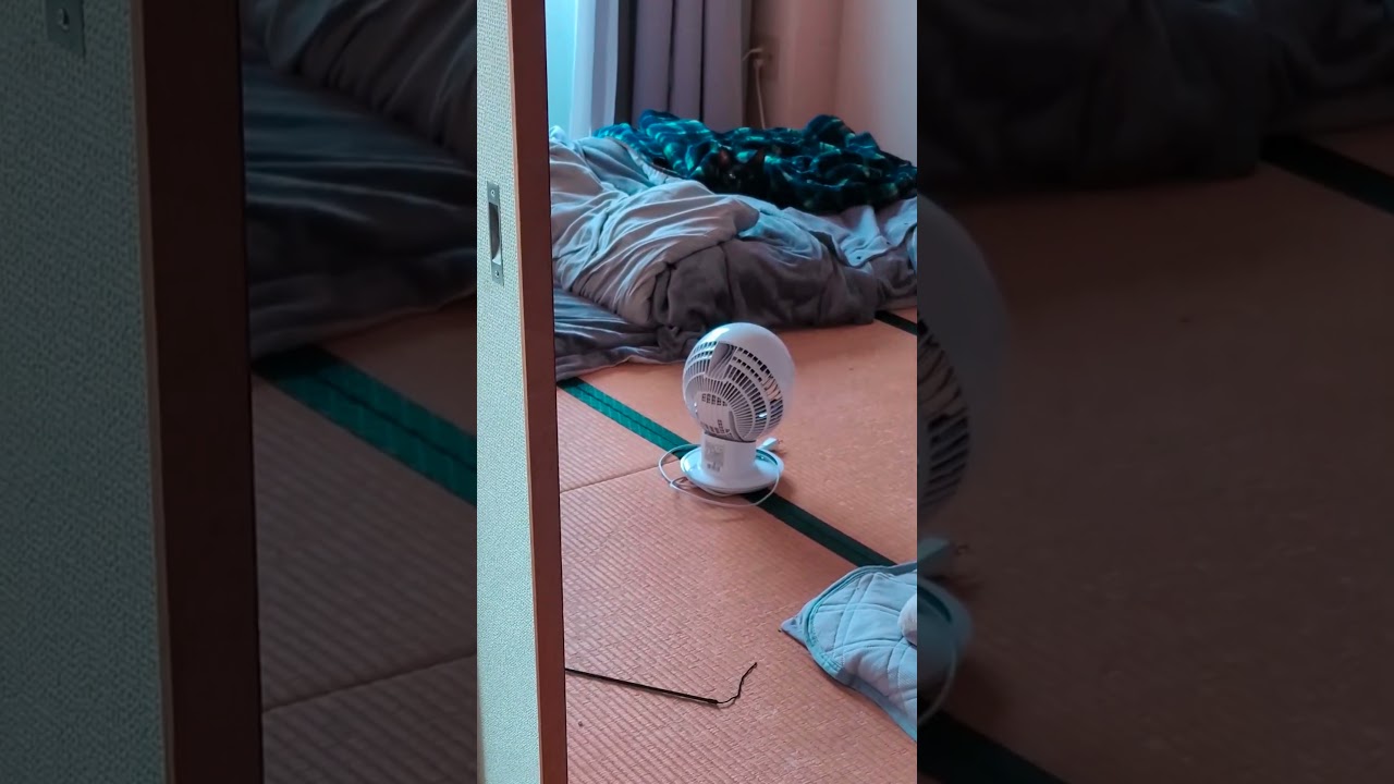 寒くておねむな時の精一杯のお出迎えがなんだかすごく可愛かった