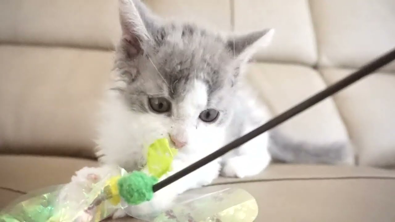 セルカークレックス子猫　2022.７.23産まれ　ブルー＆ホワイト　男の子　シーダキャット猫のお店