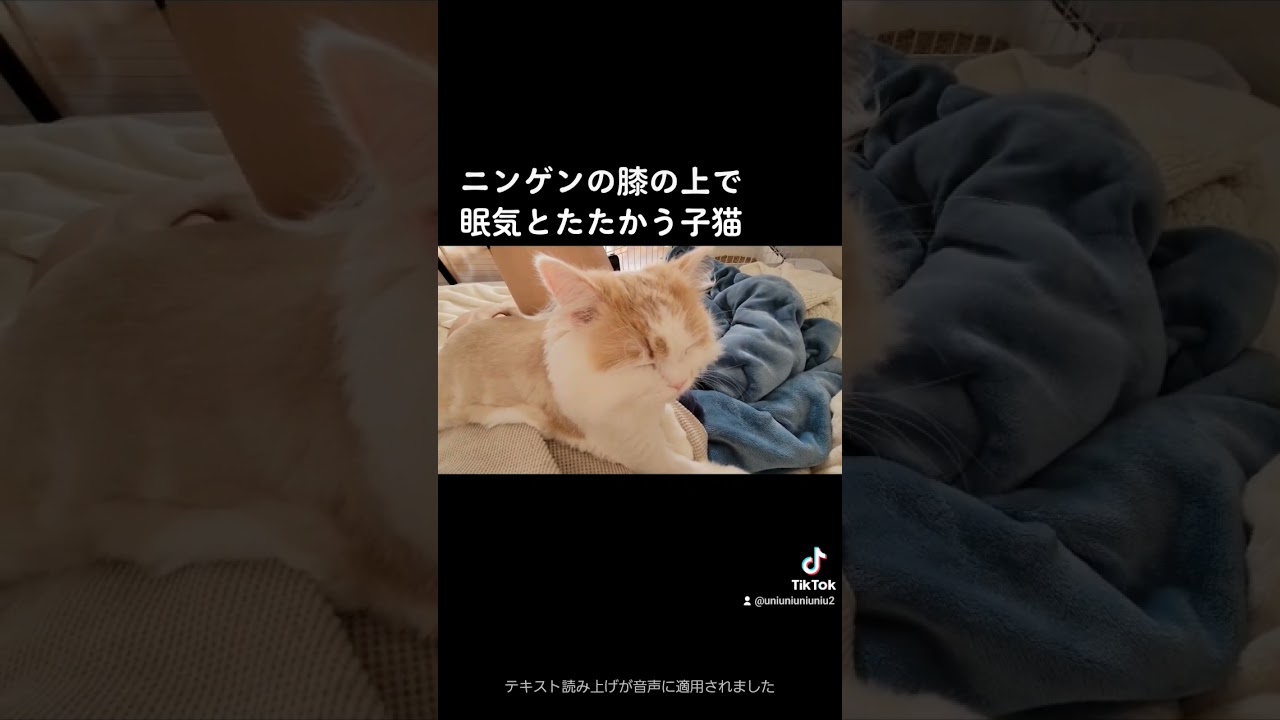 ねてにゃいもん #ラガマフィン #cat #猫動画 #子猫 #癒し