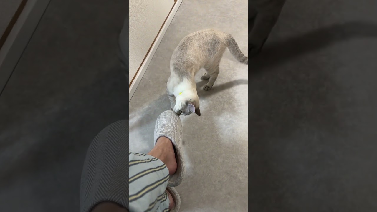 自分の尻尾であそぶねこ　#元保護猫　#シャムトラ　#シャムミックス　#cat #猫耳 #kitten #シャムmix   #猫耳