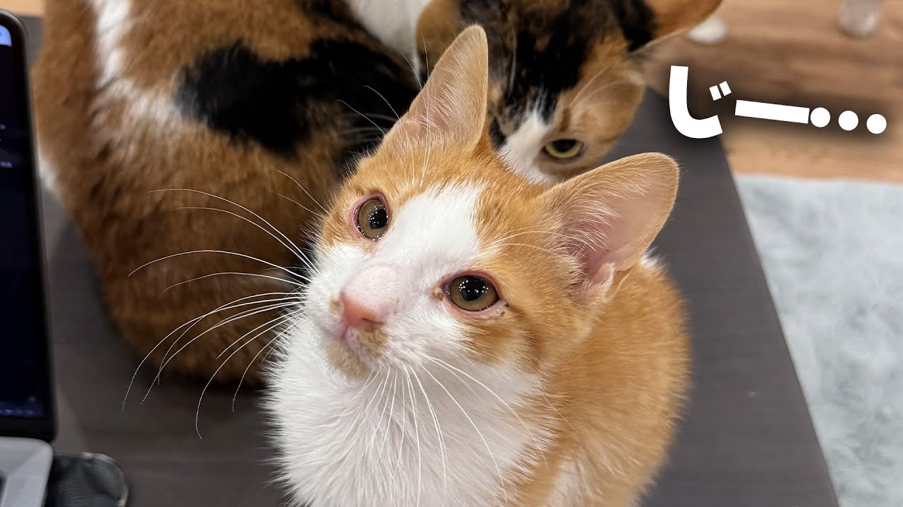 子猫の教育係になったベルちゃんがめちゃくちゃ躾を頑張っている件について