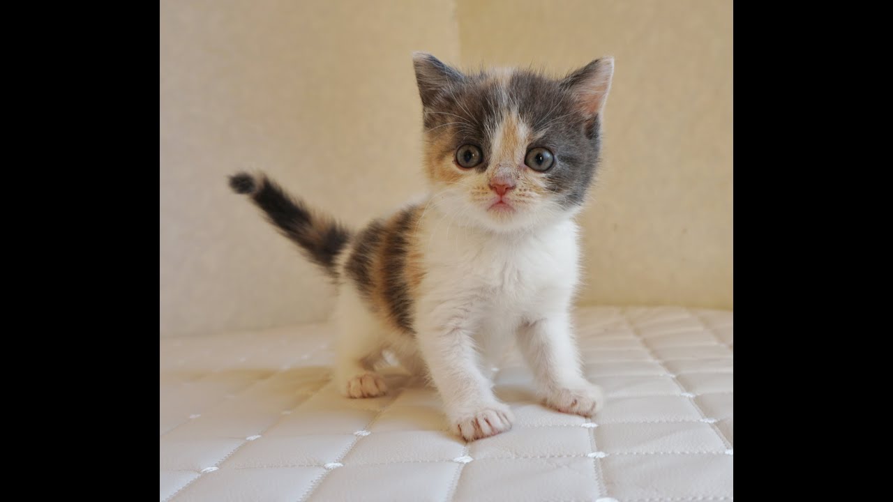 ブリティッシュショートヘアー子猫　British Shorthair　2024.11.11産まれ　ダイリュートキャリコ　パステル三毛　洋三毛猫　女の子　シーダキャット猫のお店