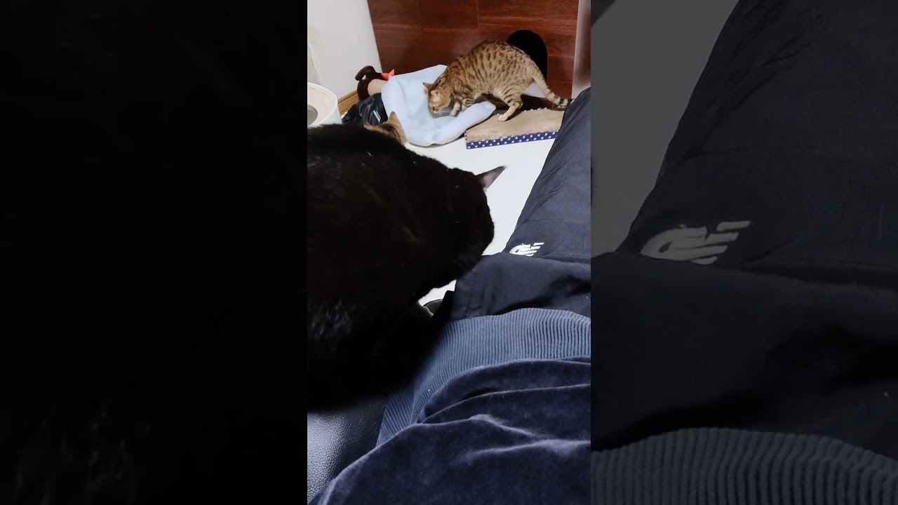 【猫】匂いを嗅ぐウー君(次男)☆  2024/12/21【ボンベイ】#shorts