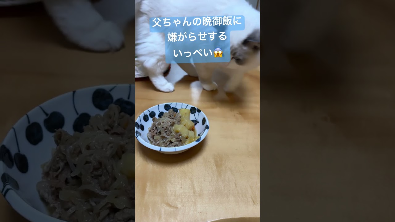 父ちゃんの晩御飯を埋めようとするラグドールのいっぺい🐈#cat #ラグドール #猫動画