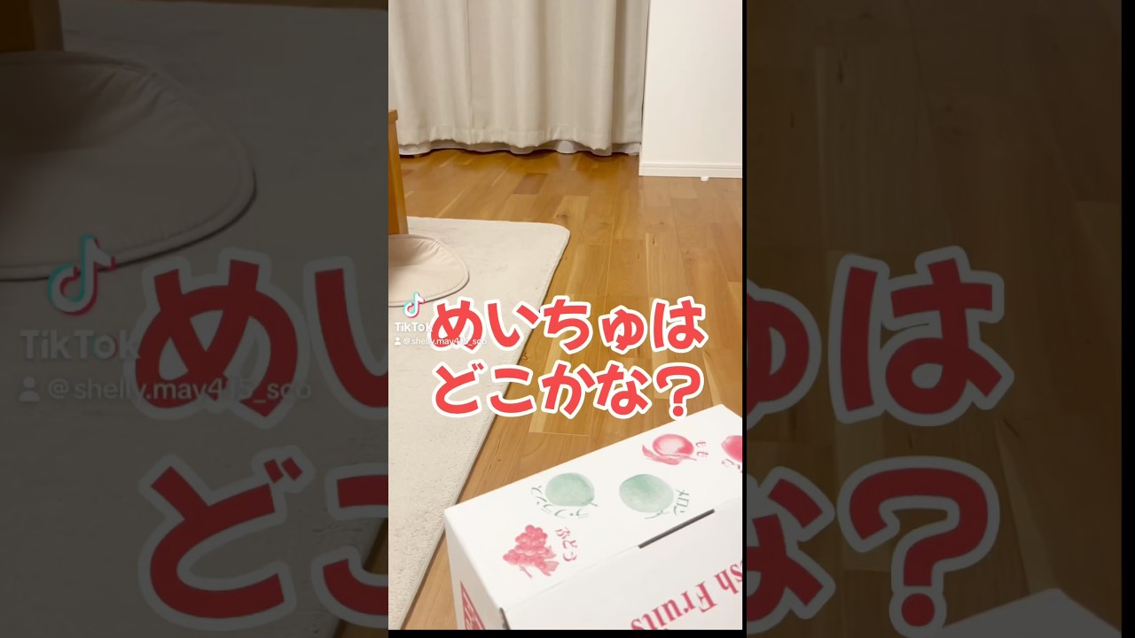 今年最後の猫探し#猫のいる暮らし #スコティッシュフォールド #バズれ