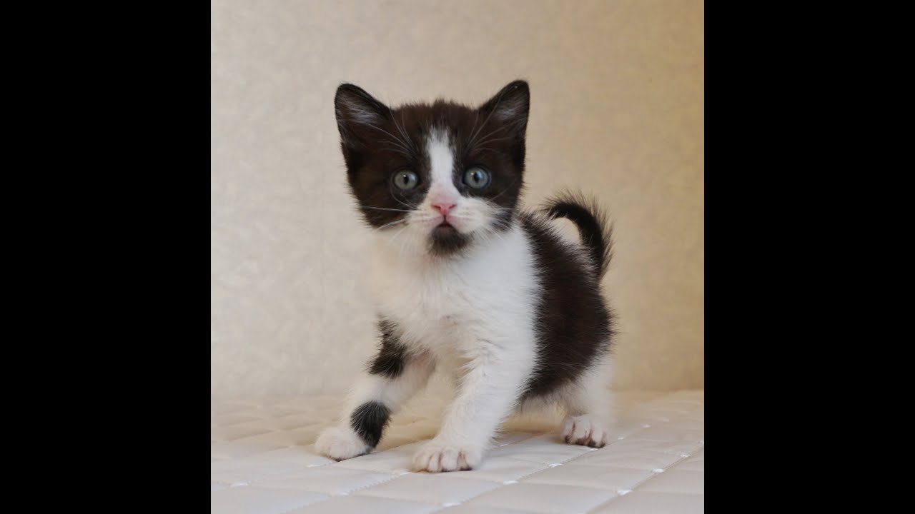 ブリティッシュショートヘアー子猫　British Shorthair　2024.11.11産まれ　ブラック&ホワイト　男の子　シーダキャット猫のお店