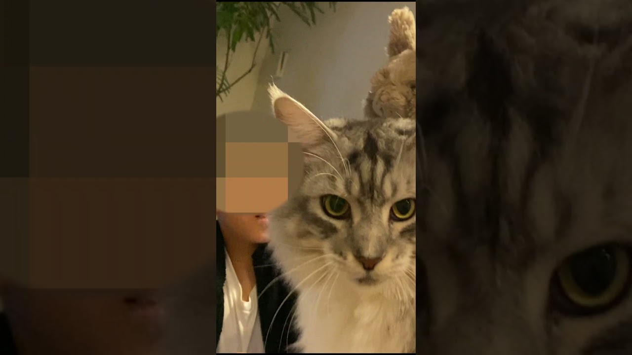 頭にウサギを乗っけられて遊ばれる大型猫#メインクーン#shorts