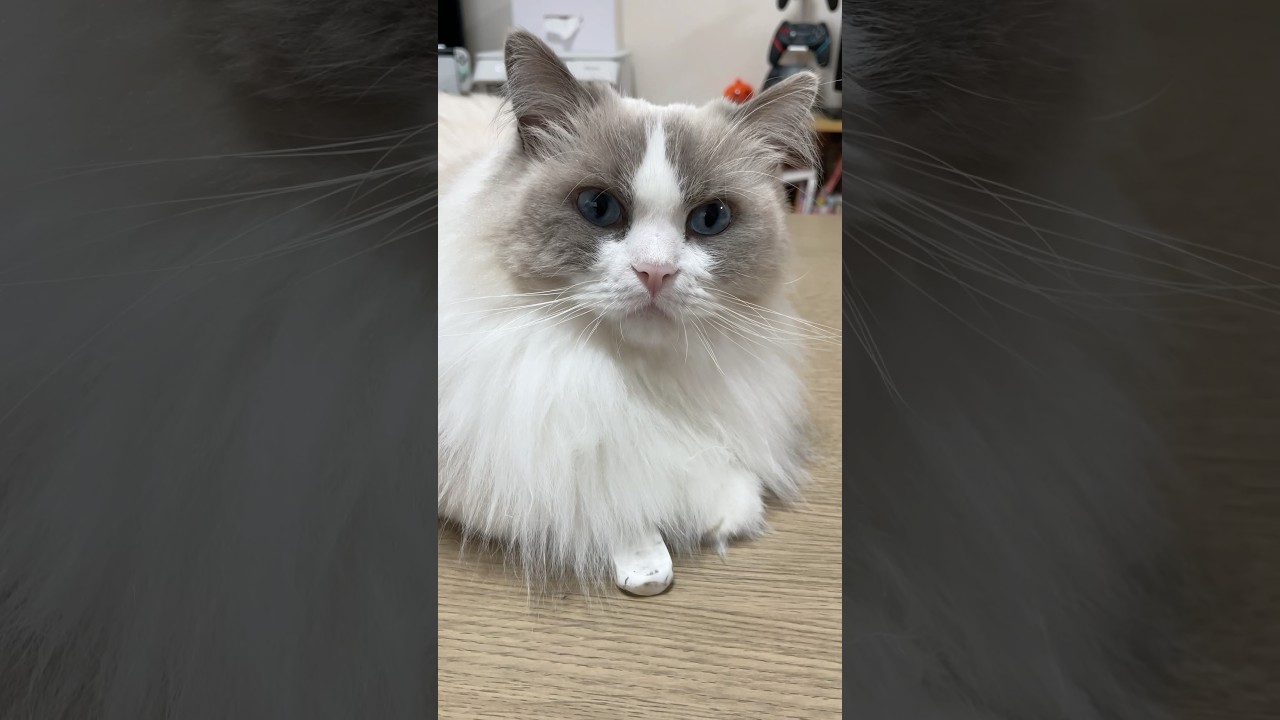 ネコハラ中☺️#ラグドール#猫好きさんと繋がりたい #猫