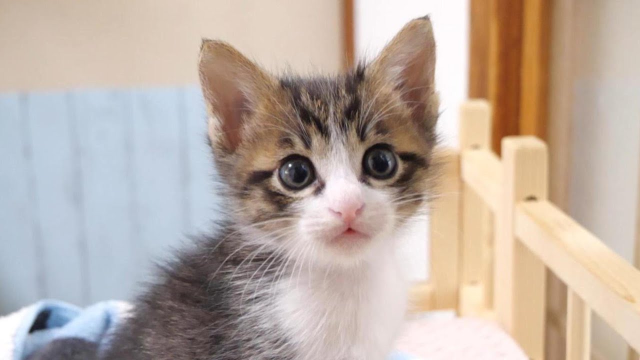 子猫が遊んで欲しそうに見上げてくるのがかわいすぎてもう【赤ちゃん猫　保護猫】