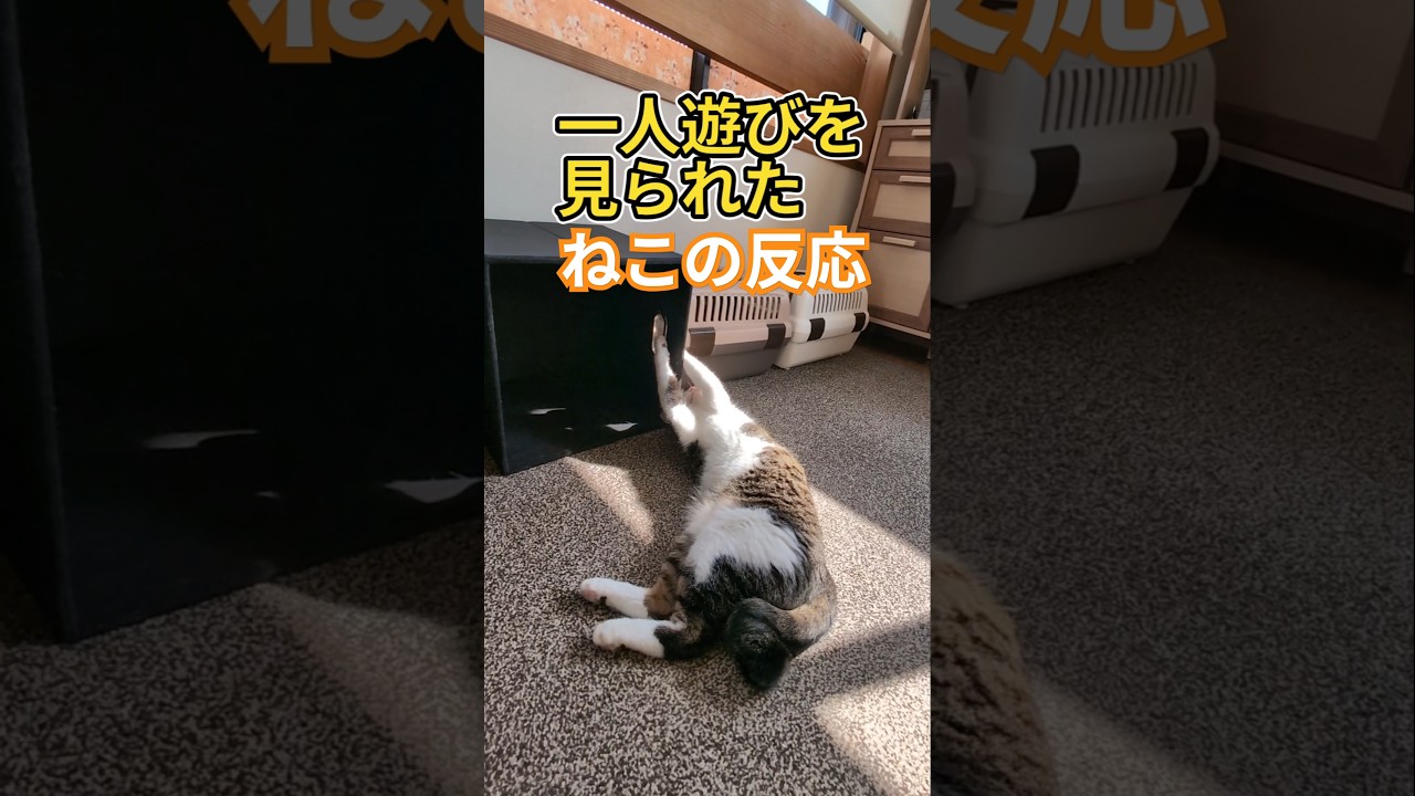 一人遊びを見られたねこ #かくまる #cat #ねこ #猫
