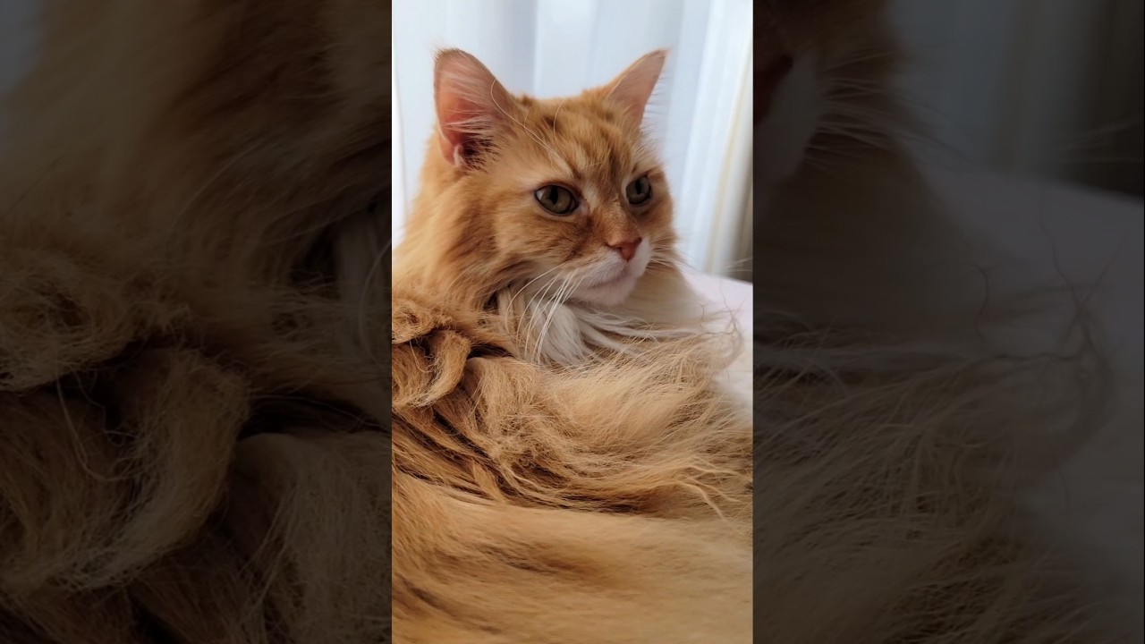 巨猫メインクーンの息づかい…💮