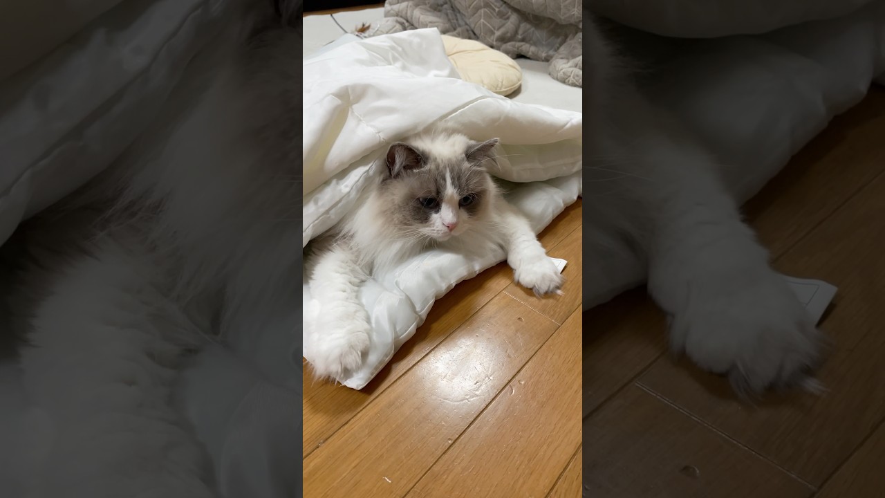 真っ先に布団に入る☺️#ラグドール#猫#猫好きさんと繋がりたい
