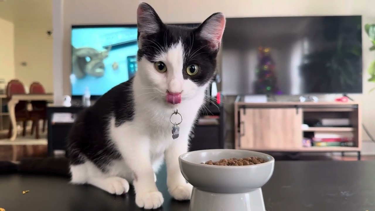Calming music for cats staring Nyx, Loki, & Botas